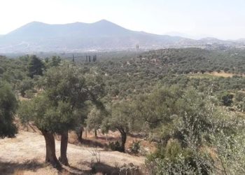 Milas dağları yağmalandı sıra bereket dolu tarım alanlarına geldi