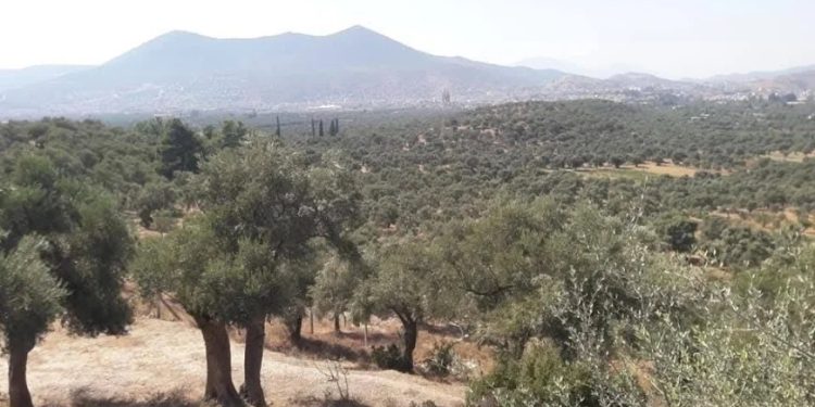 Milas dağları yağmalandı sıra bereket dolu tarım alanlarına geldi