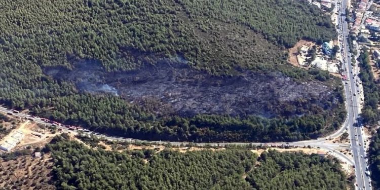 Milas dağları yağmalandı sıra bereket dolu tarım alanlarına geldi