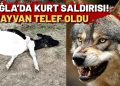 Muğla’da Kurt Saldırısı: 4 Hayvan Telef Oldu