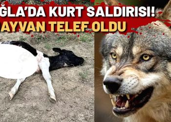 Muğla’da Kurt Saldırısı: 4 Hayvan Telef Oldu