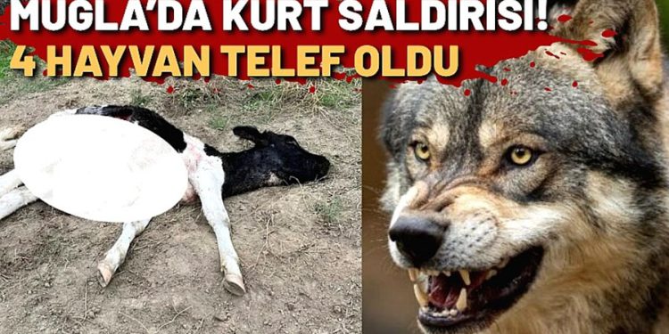 Muğla’da Kurt Saldırısı: 4 Hayvan Telef Oldu