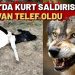 Muğla’da Kurt Saldırısı: 4 Hayvan Telef Oldu