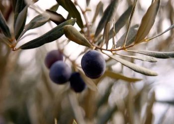 BODRUMSPORLU JUDOCULAR 4’TE 4 YAPTI