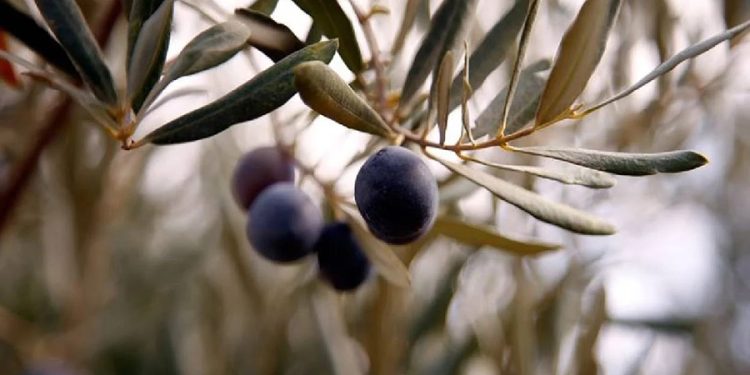 BODRUMSPORLU JUDOCULAR 4’TE 4 YAPTI