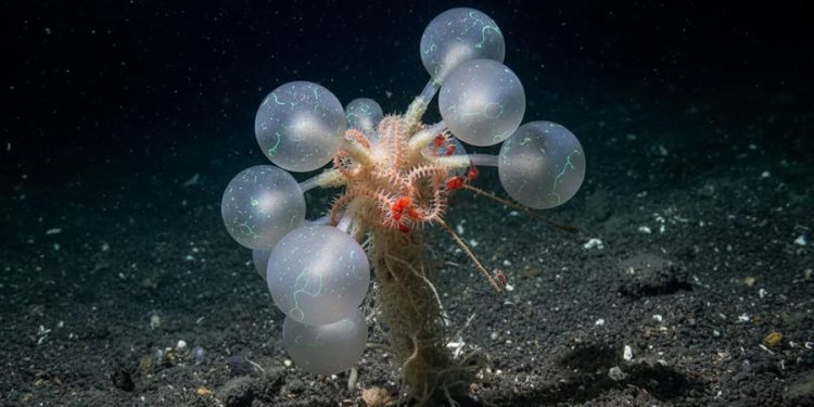 Bilim insanları şokta! ‘Ölüm topu’ her şeyi yiyor
