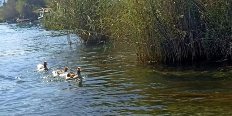 SON DAKİKA………. Muğla’nın turistik beldesi Akyaka’da kuş gribi vakası görüldü acil önlem için muhtarlar uyarıldı