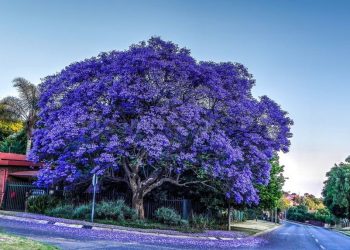 BODRUM’UN İNCİLERİ BU HAFTA İSTANBUL DEPLASMANINDA