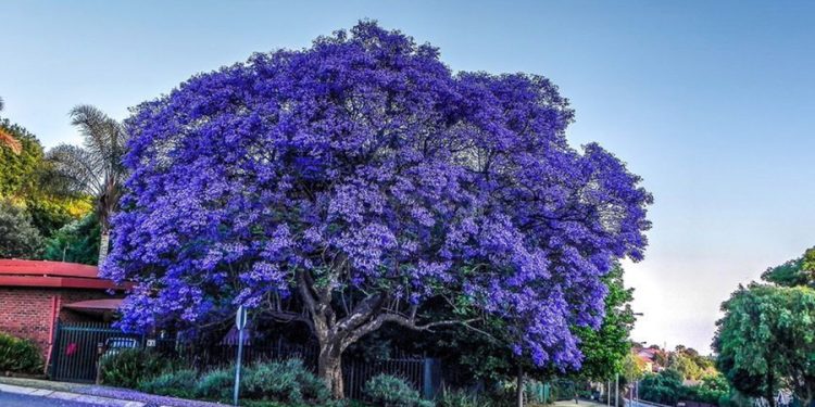 BODRUM’UN İNCİLERİ BU HAFTA İSTANBUL DEPLASMANINDA