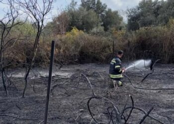 Muğla’da üzüm bağları alevlere teslim oldu