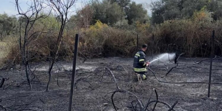 Muğla’da üzüm bağları alevlere teslim oldu