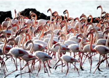 Havalar soğudu sulak alan flamingo ile doldu
