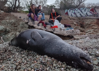 Nesli tükenmekte olan dev Akdeniz fokunu av tüfeği ile öldürdüler