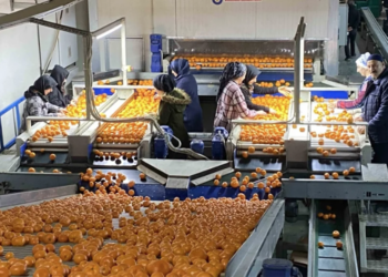 Mandalina ihracatı tarih yazıyor … Mandalina ihracatı 615 milyon dolarla rekor kırdı