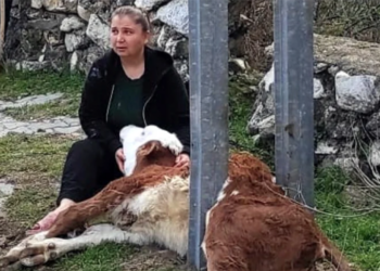 İtfaiyeden buzağı kurtarma operasyonu