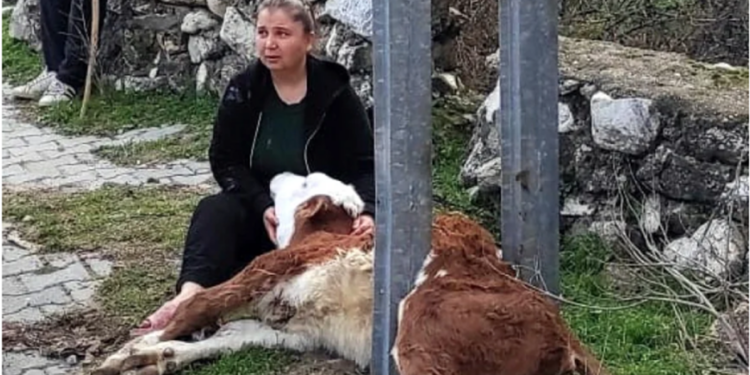İtfaiyeden buzağı kurtarma operasyonu