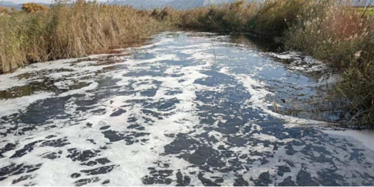 Koruma altındaki Bafa gölüne zehir akıyor, balıklar ölmeye başladı