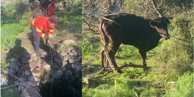 Kuyudan buzağı kurtarma operasyonu