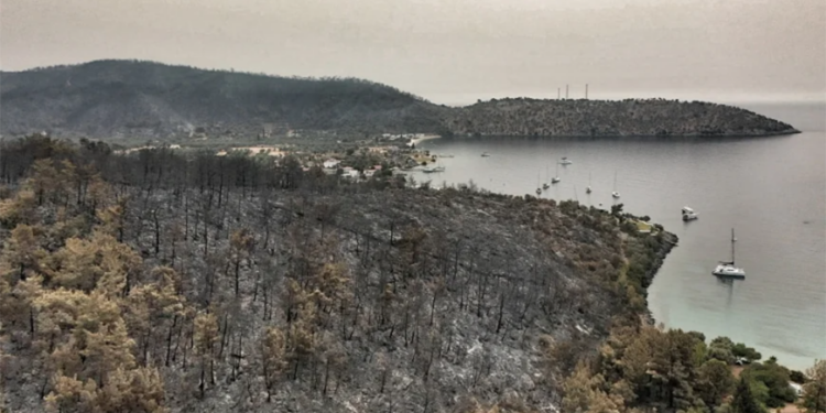 Muğla’da orman arazileri arsa oldu, sınırlar değişti