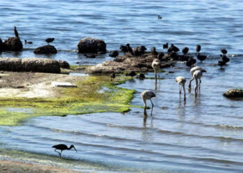 Muğlalı yüzücü Eylül Ülkü Yiğit Milli Takım Yolunda