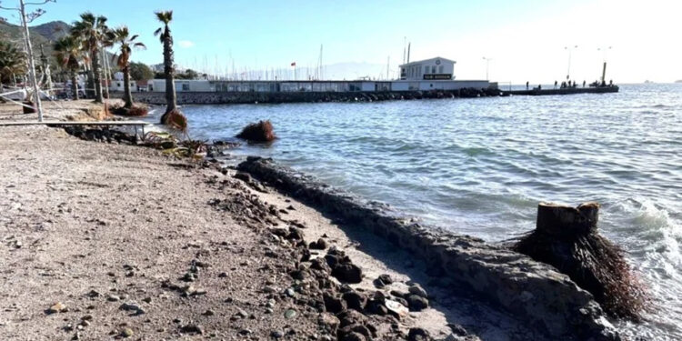 Koruyamadık keselim zihniyeti …. Bodrum’un asırlık palmiyeleri ölüyor