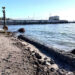 Koruyamadık keselim zihniyeti …. Bodrum’un asırlık palmiyeleri ölüyor