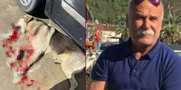 Bodrum’da Köpek Katliamında Flaş Gelişme: Serbest Bırakılan İşletmeci Tutuklandı!