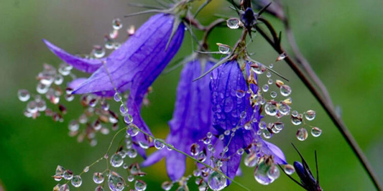 Cemrenin İkincisi Suya Düştü, Bahar Yaklaşıyor