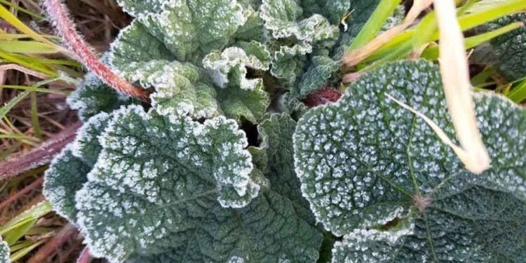 Muğla İçin “Don” Uyarısı