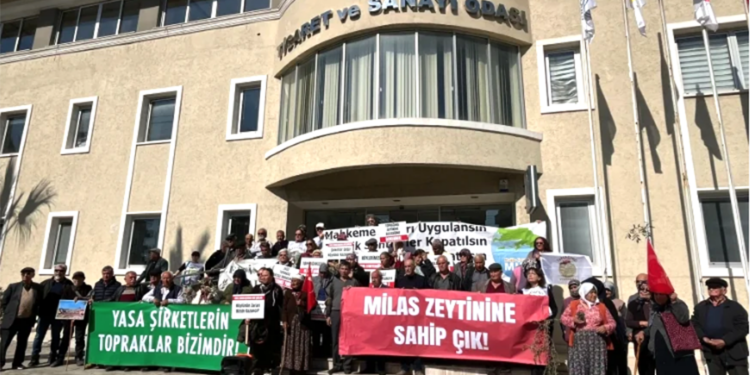 Milas’ta 7 köyün halkı zeytin için adalet arayışında kurumların kapısına dayandı