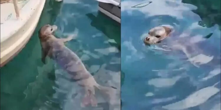 Yavru Akdeniz Foku İlgi Odağı Oldu