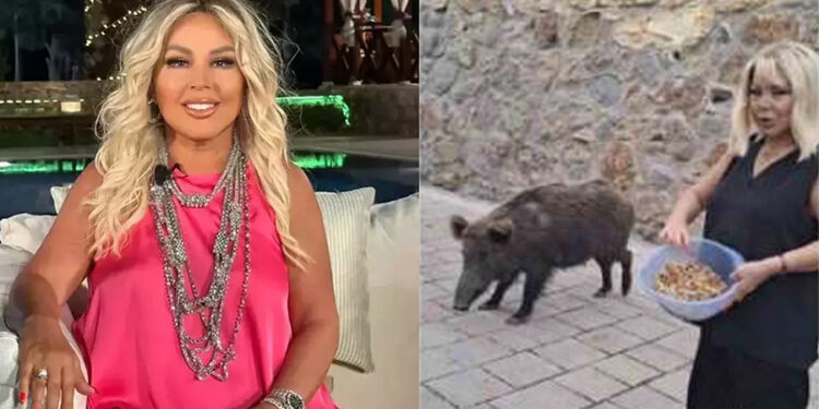 Safiye Soyman Bodrum’da kapısına gelen domuzu elleriyle besledi