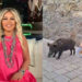 Safiye Soyman Bodrum’da kapısına gelen domuzu elleriyle besledi