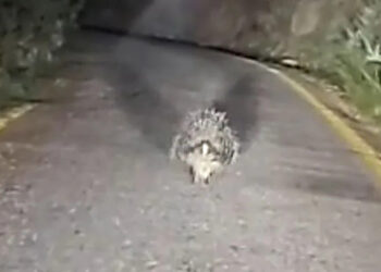 Akyaka’da Nesli Tükenme Altındaki Oklu Kirpi Görüldü