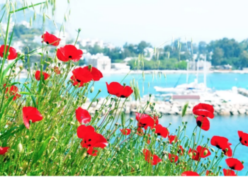 Bodrum’da Gelincikler Açtı, Baharın Renkli Yüzü Ortaya Çıktı