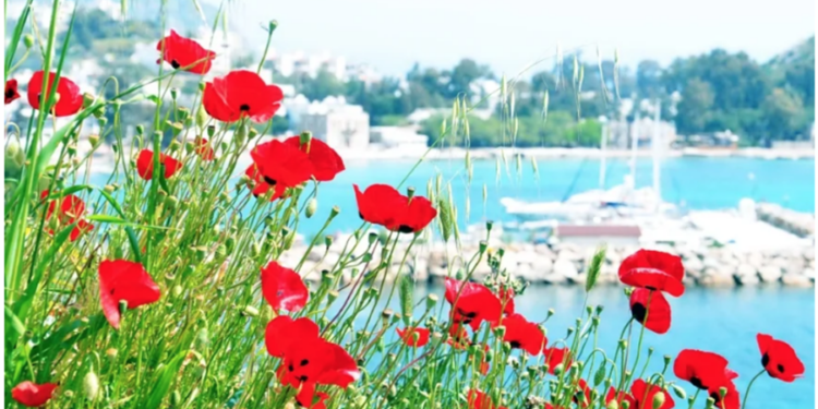 Bodrum’da Gelincikler Açtı, Baharın Renkli Yüzü Ortaya Çıktı