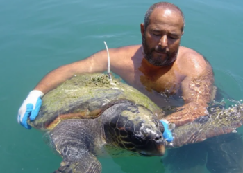 Deniz kaplumbağalarının ölüm nedenleri araştırıldı
