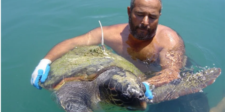 Deniz kaplumbağalarının ölüm nedenleri araştırıldı
