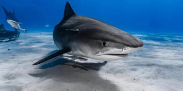 Bilim insanları şokta