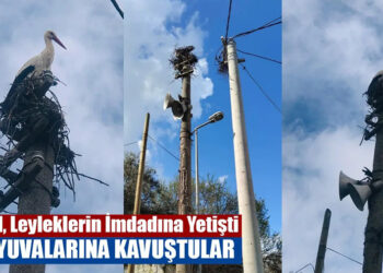 YENİ YUVALARINA KAVUŞTULAR