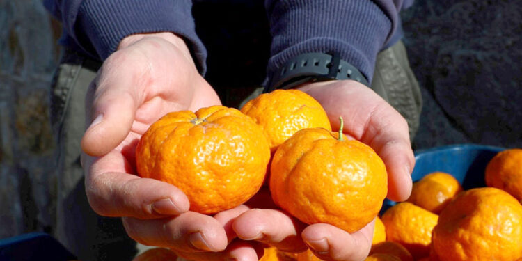 Mandalin Üreticisine 5 Milyon Kazanç