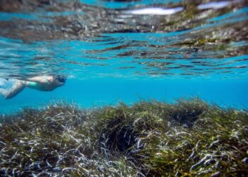 Ekomiras Derneği’nden Bodrum Kıyıları İçin Kritik Uyarı