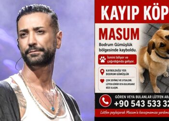 Ünlü Sanatçı Tan Taşçı Kaybolan Köpeğini Arıyor