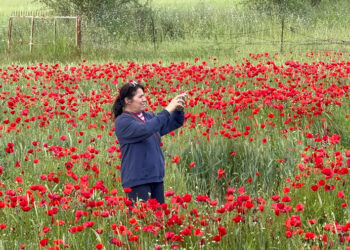 Menteşe’de Gelincik Tarlası İlgi Odağı Oldu