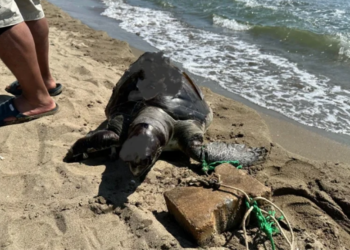 Turizm cennetinde çaretta caretta cinayetleri isyan ettirdi