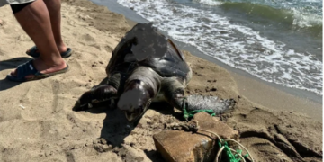 Turizm cennetinde çaretta caretta cinayetleri isyan ettirdi