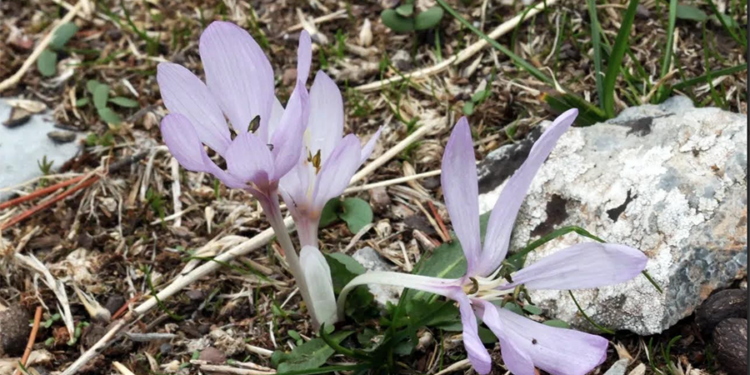 Muğla’da yeni endemik tür ‘Marçalı Çiğdemi’ keşfedildi
