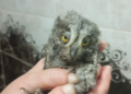 Mumcular’da Yuvadan Düşen Baykuş İçin Yardım Çağrısı