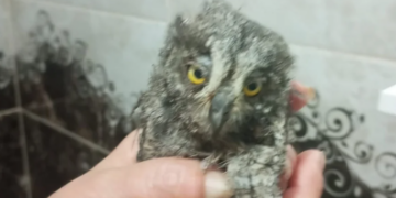 Mumcular’da Yuvadan Düşen Baykuş İçin Yardım Çağrısı