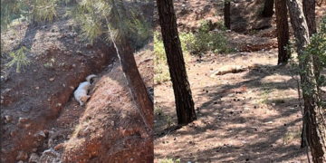 Muğla Kızıldağ’da Dehşetin Bilançosu Artıyor